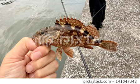 抓到了蝎子魚 抓到了蝎子魚 141047348