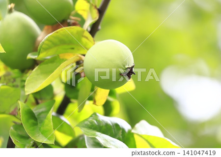 The quince fruit has begun to grow larger. The quince fruit has begun to grow larger. 141047419
