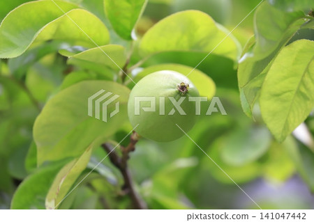 The quince fruit has begun to grow larger. The quince fruit has begun to grow larger. 141047442