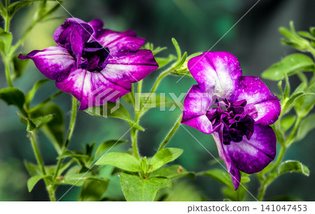 Two beautiful purple double petunia flowers macro photography 141047453
