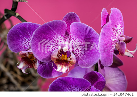 Beautiful Purple Phalaenopsis Orchid Flowers Blooming On Pink Background Beautiful Purple Phalaenopsis Orchid Flowers Blooming On Pink Background 141047461