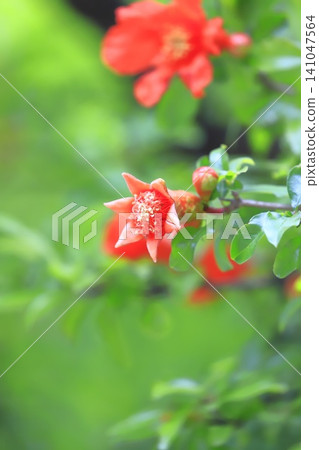 Orange pomegranate flowers and buds Orange pomegranate flowers and buds 141047564