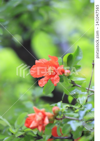 橙色石榴花和花蕾 橙色石榴花和花蕾 141047565