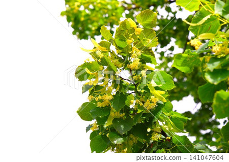 The linden tree flower, which is very beloved in Lithuania, one of the Baltic states. The linden tree flower, which is very beloved in Lithuania, one of the Baltic states. 141047604