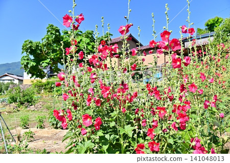 Red hollyhock flowers Red hollyhock flowers 141048013
