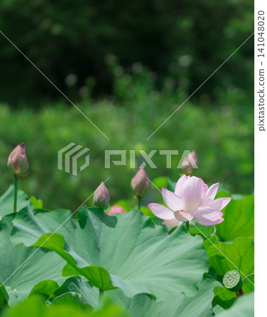 A summer landscape adorned with white lotus flowers and buds. A summer landscape adorned with white lotus flowers and buds. 141048020