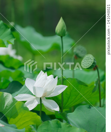 A lotus pond in summer, adorned with white lotus flowers and buds. A lotus pond in summer, adorned with white lotus flowers and buds. 141048021