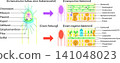 Bacterial structure and Gram staining, comparative illustration of Gram-positive and Gram-negative bacteria (in German) 141048023