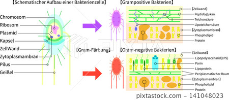 Bacterial structure and Gram staining, comparative illustration of Gram-positive and Gram-negative bacteria (in German) Bacterial structure and Gram staining, comparative illustration of Gram-positive and Gram-negative bacteria (in German) 141048023
