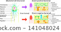 Bacterial structure and Gram staining, comparative illustration of Gram-positive and Gram-negative bacteria (English) 141048024
