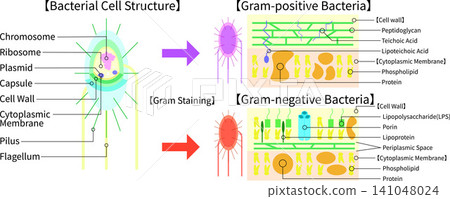Bacterial structure and Gram staining, comparative illustration of Gram-positive and Gram-negative bacteria (English) Bacterial structure and Gram staining, comparative illustration of Gram-positive and Gram-negative bacteria (English) 141048024