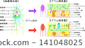 Bacterial structure and Gram staining, comparative illustration of Gram-positive and Gram-negative bacteria (Japanese) 141048025