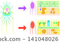 Bacterial structure and Gram staining, comparative illustration of Gram-positive and Gram-negative bacteria 141048026