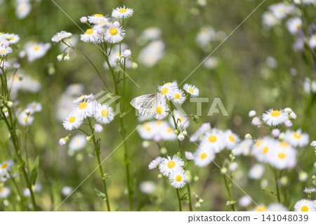 A white butterfly resting on a fleabane flower A white butterfly resting on a fleabane flower 141048039