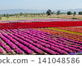 Agricultural Field, Agriculture, Aster, Backgrounds, Beauty In Nature 141048586