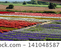 Agricultural Field, Agriculture, Aster, Backgrounds, Beauty In Nature 141048587