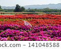 Agricultural Field, Agriculture, Aster, Backgrounds, Beauty In Nature 141048588