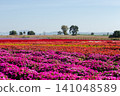 Agricultural Field, Agriculture, Aster, Backgrounds, Beauty In Nature 141048589