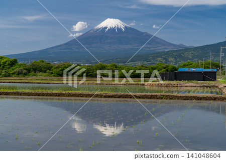 富士山的景色倒映在稻田裡。 富士山的景色倒映在稻田裡。 141048604