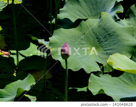 Lotus buds at Oyasawa Pond Waterfront Park during the rainy season 141048628
