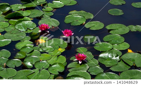 Lily pond at Uonomisaki 141048629