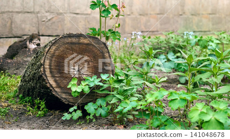 Wooden stump, an element of landscape design Wooden stump, an element of landscape design 141048678