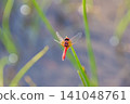 Nannophya矮 141048761