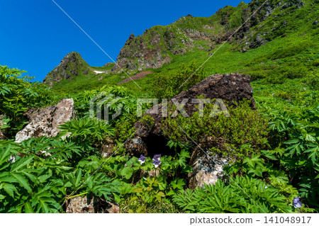 The hiking trails of Mount Akita-Komagatake are adorned with alpine plants in early summer. The hiking trails of Mount Akita-Komagatake are adorned with alpine plants in early summer. 141048917