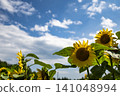 Summer blue sky and sunflower 141048994