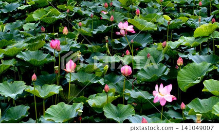 Lotus flowers at Oyasawa Pond Waterfront Park during a break in the rainy season. Lotus flowers at Oyasawa Pond Waterfront Park during a break in the rainy season. 141049007