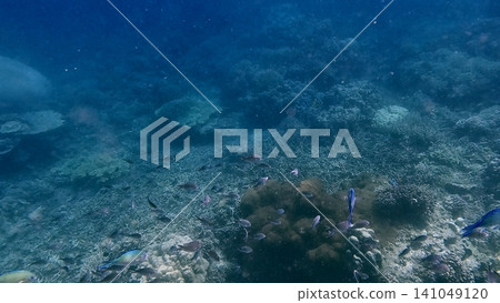 An eerie underwater scene showing schooling blue green chromis (Chromis viridis) among corals in dark deep water in Dauin, Philippines An eerie underwater scene showing schooling blue green chromis (Chromis viridis) among corals in dark deep water in Dauin, Philippines 141049120