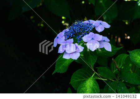 A scene of purple hydrangeas blooming vividly against a dark background in a garden in early summer. A scene of purple hydrangeas blooming vividly against a dark background in a garden in early summer. 141049132