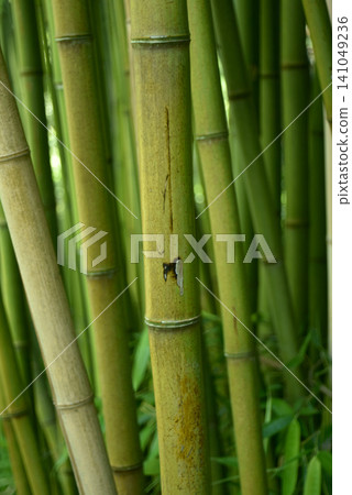 Closeup of tall bamboo trunks growing in a peaceful bamboo grove. Natural woodland scene with dense vegetation, vertical stems and lush green environment Closeup of tall bamboo trunks growing in a peaceful bamboo grove. Natural woodland scene with dense vegetation, vertical stems and lush green environment 141049236