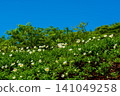 Moomin Valley on Mount Akita-Komagatake in early summer, where the dwarf mountain avens are in full bloom. 141049258