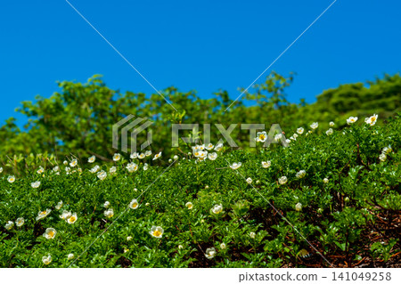 Moomin Valley on Mount Akita-Komagatake in early summer, where the dwarf mountain avens are in full bloom. Moomin Valley on Mount Akita-Komagatake in early summer, where the dwarf mountain avens are in full bloom. 141049258
