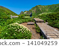 Moomin Valley on Mount Akita-Komagatake in early summer, where the dwarf mountain avens are in full bloom. 141049259
