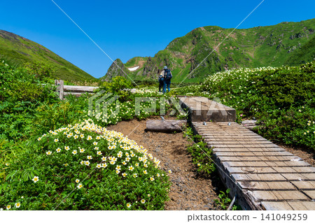 Moomin Valley on Mount Akita-Komagatake in early summer, where the dwarf mountain avens are in full bloom. Moomin Valley on Mount Akita-Komagatake in early summer, where the dwarf mountain avens are in full bloom. 141049259