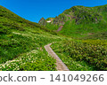 Moomin Valley on Mount Akita-Komagatake in early summer, where the dwarf mountain avens are in full bloom. 141049266