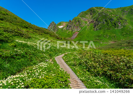 Moomin Valley on Mount Akita-Komagatake in early summer, where the dwarf mountain avens are in full bloom. Moomin Valley on Mount Akita-Komagatake in early summer, where the dwarf mountain avens are in full bloom. 141049266
