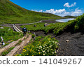 Moomin Valley on Mount Akita-Komagatake in early summer, where the dwarf mountain avens are in full bloom. 141049267
