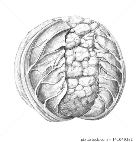 A realistic, detailed graphite pencil illustration of cauliflower for food blogs, restaurants, cafes, farm food stores, fitness studios, educational materials, farms, and packaging. A realistic, detailed graphite pencil illustration of cauliflower for food blogs, restaurants, cafes, farm food stores, fitness studios, educational materials, farms, and packaging. 141049381