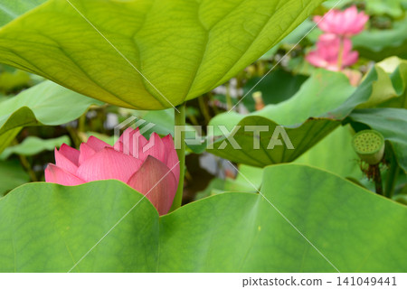 In July, a vibrant pink lotus is hidden among the green leaves. In July, a vibrant pink lotus is hidden among the green leaves. 141049441