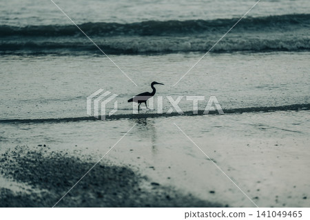 Silhouette of a bird flying low over a tropical beach with a large limestone island in the distance at sunrise. Silhouette of a bird flying low over a tropical beach with a large limestone island in the distance at sunrise. 141049465