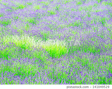 A landscape of lavender fields around Furano, which is the image of Hokkaido in summer. 141049529