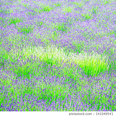 A landscape of lavender fields around Furano, which is the image of Hokkaido in summer. A landscape of lavender fields around Furano, which is the image of Hokkaido in summer. 141049541