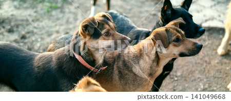 Homeless Dogs in Outdoor Animal Shelter Waiting for Adoption Homeless Dogs in Outdoor Animal Shelter Waiting for Adoption 141049668