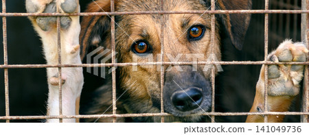 Homeless Dog in Shelter Kennel Waiting for Adoption, Animal Rescue Homeless Dog in Shelter Kennel Waiting for Adoption, Animal Rescue 141049736