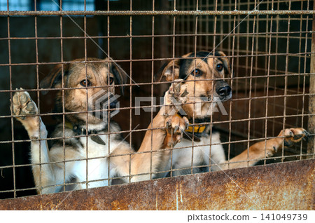 Homeless Dog in Shelter Kennel Waiting for Adoption, Animal Rescue Homeless Dog in Shelter Kennel Waiting for Adoption, Animal Rescue 141049739