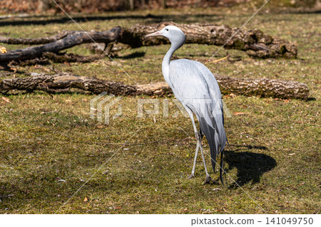 The Blue Crane, Grus paradisea, is an endangered bird The Blue Crane, Grus paradisea, is an endangered bird 141049750