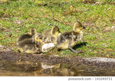 Beautiful yellow fluffy greylag goose baby gosling in spring, Anser anser Beautiful yellow fluffy greylag goose baby gosling in spring, Anser anser 141049751